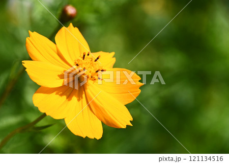 キバナコスモス(黄花秋桜) キバナコスモス(黄花秋桜) 121134516