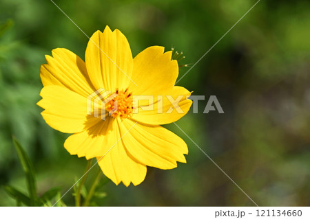 キバナコスモス（黄花秋桜） 121134660
