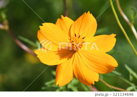 キバナコスモス（黄花秋桜） 121134696