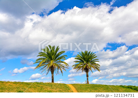 丘の上に立つヤシの木 121134731
