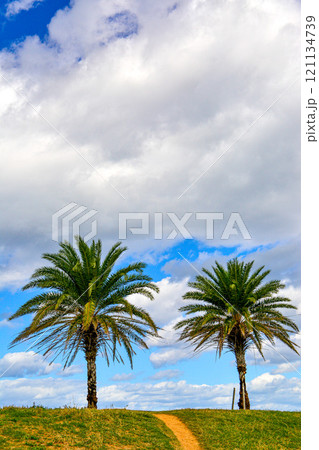 丘の上に立つヤシの木 121134739