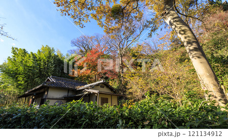 横浜本牧三渓園・三溪園の紅葉 121134912