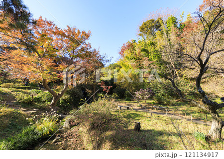 横浜本牧三渓園・三溪園の紅葉 横浜本牧三渓園・三溪園の紅葉 121134917