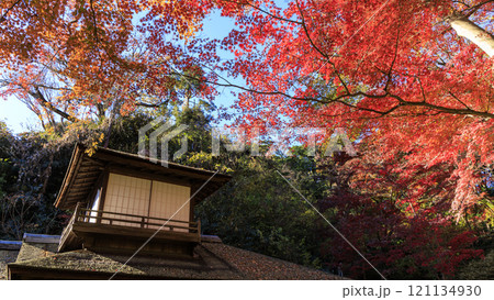 横浜本牧三渓園・三溪園の紅葉 121134930