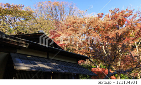 横浜本牧三渓園・三溪園の紅葉 121134931