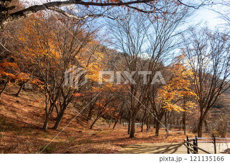 初冬の奥四万湖 せせらぎ公園の遊歩道 群馬県中之条町 初冬の奥四万湖 せせらぎ公園の遊歩道 群馬県中之条町 121135166