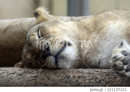 ライオン	 121135221