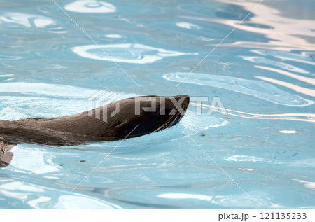 オットセイ 121135233