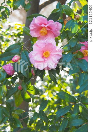 美しいピンクの寒椿　冬景色 121135406