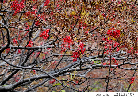 赤い実をつけたナナカマド 121135407