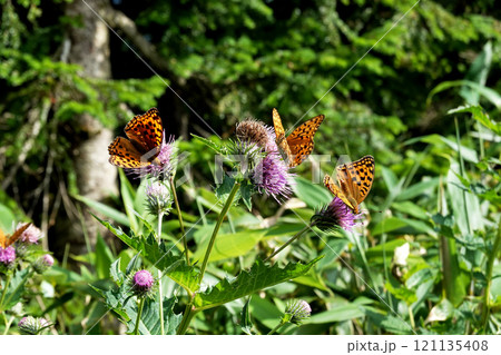 アザミの蜜を吸うアサギマダラ 121135408