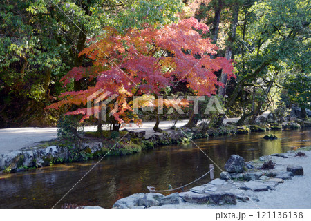 上賀茂神社 ならの小川の紅葉 京都市北区 上賀茂神社 ならの小川の紅葉 京都市北区 121136138
