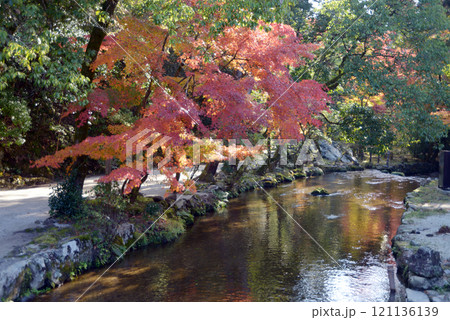 上賀茂神社 ならの小川の紅葉 京都市北区 上賀茂神社 ならの小川の紅葉 京都市北区 121136139