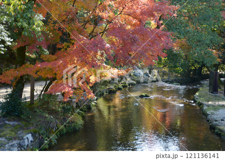 上賀茂神社 ならの小川の紅葉 京都市北区 上賀茂神社 ならの小川の紅葉 京都市北区 121136141