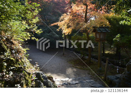 上賀茂神社　参道の紅葉　京都市北区 121136144