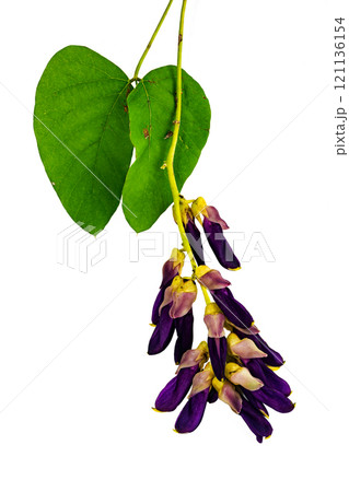 Bunch of Velvet bean or Mucuna pruriens flowers with leaves. 121136154