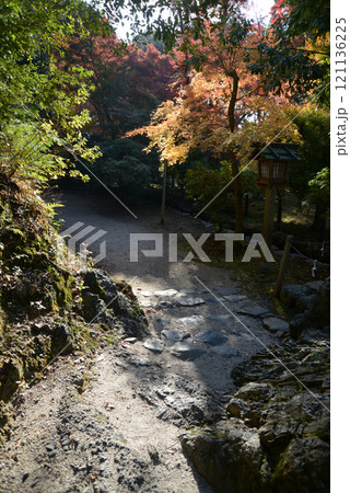上賀茂神社　参道の紅葉　京都市北区 121136225