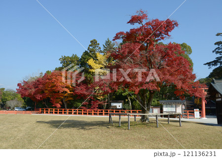 上賀茂神社 境内の紅葉 京都市北区 上賀茂神社 境内の紅葉 京都市北区 121136231