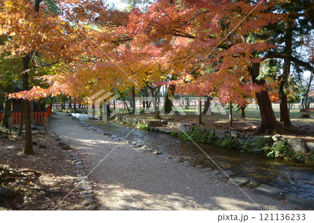 上賀茂神社 ならの小川の紅葉 京都市北区 上賀茂神社 ならの小川の紅葉 京都市北区 121136233