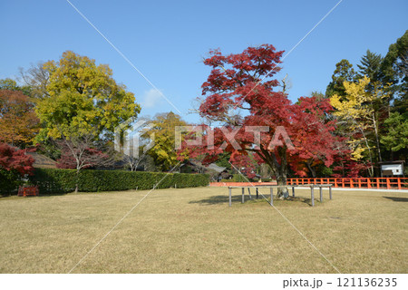 上賀茂神社　境内の紅葉　京都市北区 121136235
