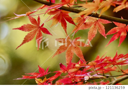 紅葉した真っ赤な美しいモミジ　明るい緑背景　アップ 121136259