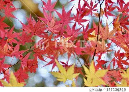紅葉した真っ赤な美しいモミジ　明るい　アップ 121136266