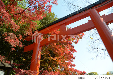 下鴨神社　西鳥居の紅葉　京都市左京区 121136404