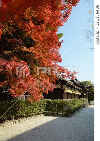 下鴨神社 三井神社の紅葉 京都市左京区 下鴨神社 三井神社の紅葉 京都市左京区 121136406