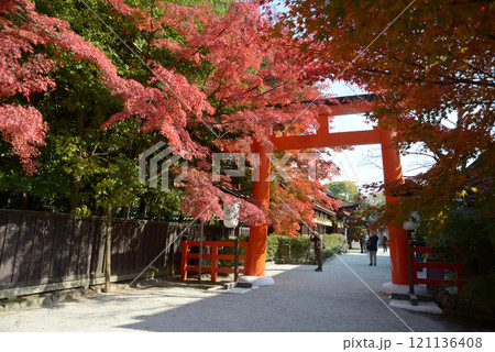 下鴨神社 西鳥居の紅葉 京都市左京区 下鴨神社 西鳥居の紅葉 京都市左京区 121136408