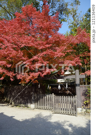 下鴨神社　境内の紅葉　京都市左京区 121136409