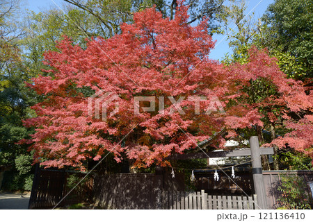 下鴨神社 境内の紅葉 京都市左京区 下鴨神社 境内の紅葉 京都市左京区 121136410