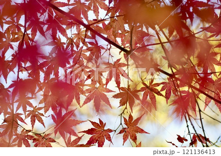 紅葉した真っ赤な美しいモミジ 明るい アップ 紅葉した真っ赤な美しいモミジ 明るい アップ 121136413