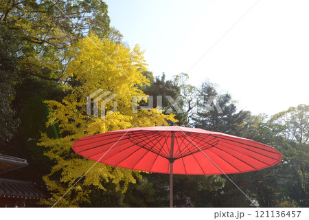 下鴨神社　野点笠とイチョウの黄葉　京都市左京区 121136457