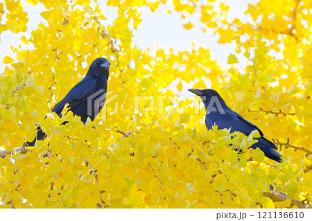 イチョウの木に留まる二羽のハシボソガラス 121136610