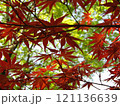 秋の紅葉が始まったもみじ 121136639