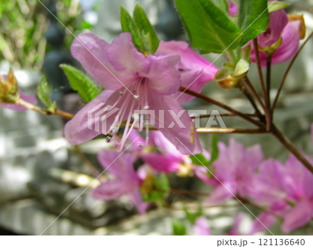 雨に濡れたシャクナゲ 121136640