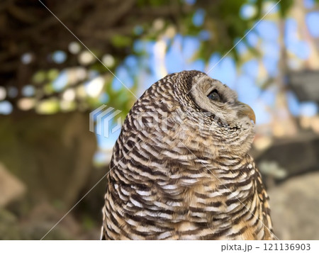 上を向くアメリカフクロウ 上を向くアメリカフクロウ 121136903