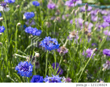 山に咲くヤグルマギクと蜜蜂 121136924