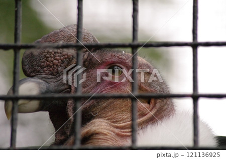 絶滅危惧種で南米アンデスのアンデスコンドル 絶滅危惧種で南米アンデスのアンデスコンドル 121136925