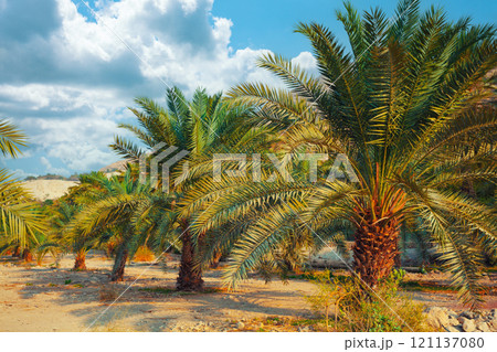 Date palm plantation Date palm plantation 121137080
