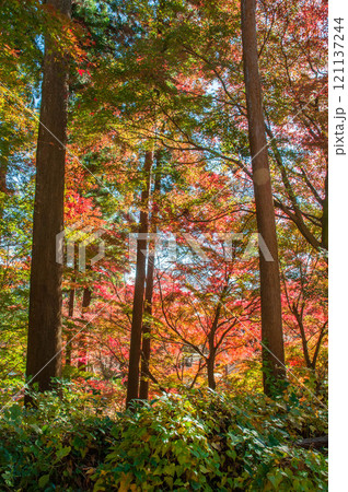 愛知県豊橋市　普門寺　もみじ寺　7 121137244