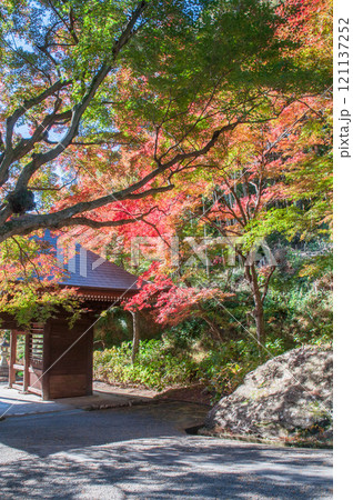 愛知県豊橋市　普門寺　もみじ寺　15 121137252