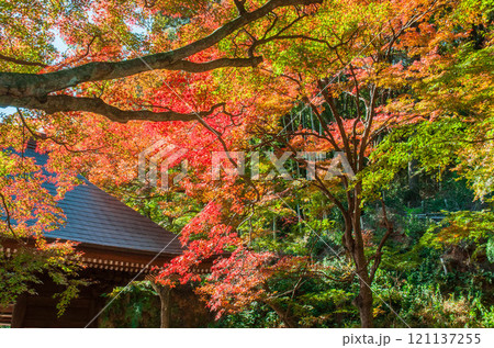 愛知県豊橋市　普門寺　もみじ寺　12 121137255