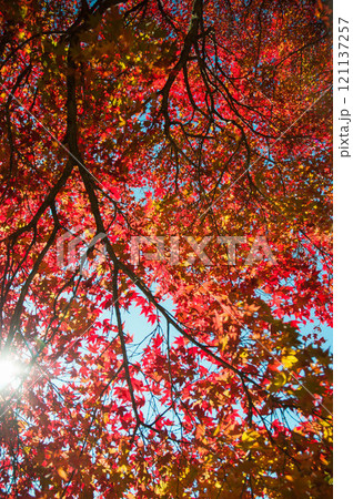 愛知県豊橋市　普門寺　もみじ寺　14 121137257