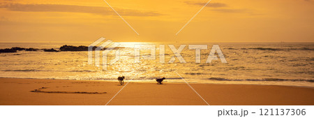 Seascape at sunset. Golden sunset over the sea. Two dogs on the beach. Beautiful beach in the evening 121137306