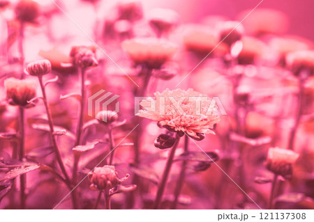Flowering chrysanthemum in trendy viva magenta color. Flower background 121137308
