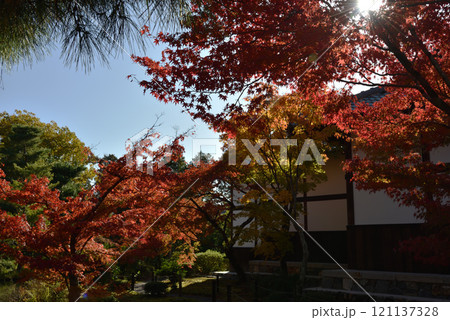 秋の等持院庭園　霊光殿付近の心字池(京都市北区) 121137328