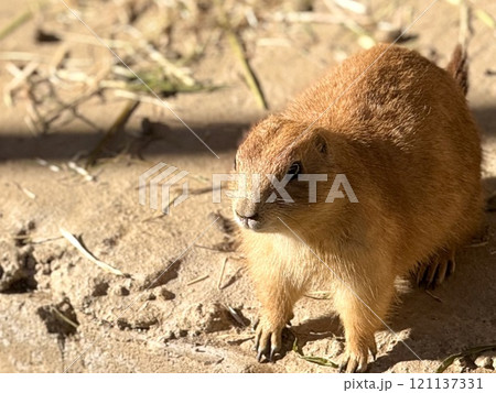 可愛いプレーリードッグ 121137331