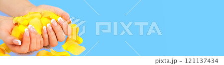 Beautiful female hands with perfect french manicure and yellow rose petals on a blue background. Horizontal banner Beautiful female hands with perfect french manicure and yellow rose petals on a blue background. Horizontal banner 121137434