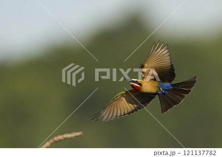 White-fronted Bee-eater with catch 121137782